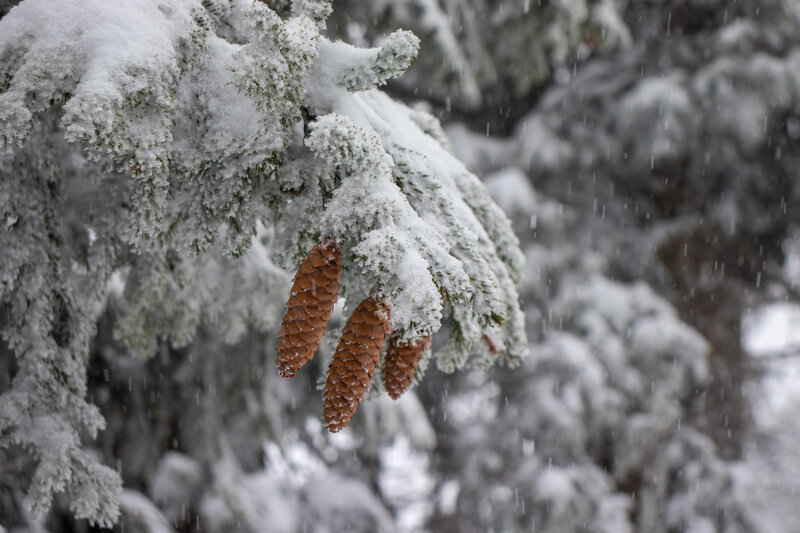 Snow-covered Pine Cones — White