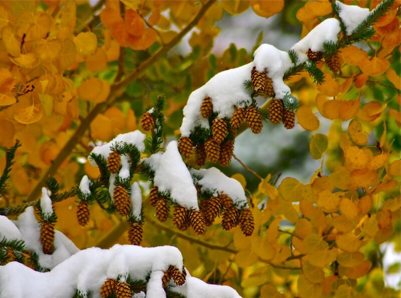 Snow-covered Pine Cones — Yellow