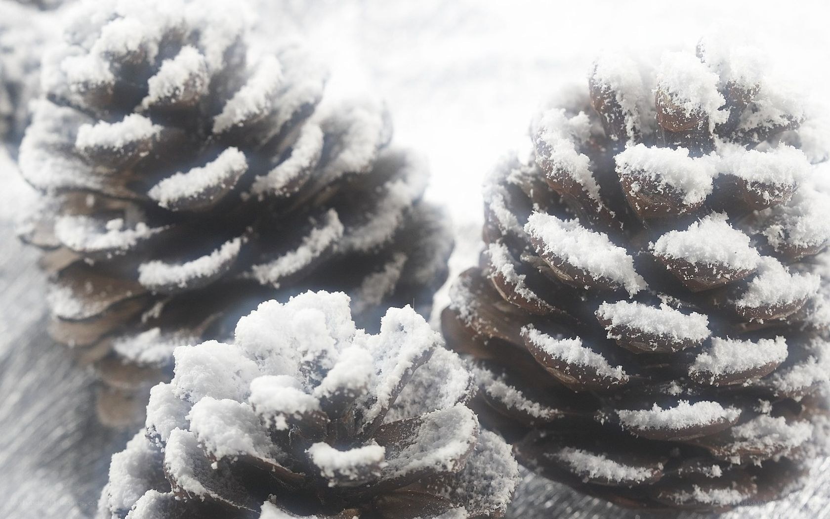 Snow-covered pine cones
