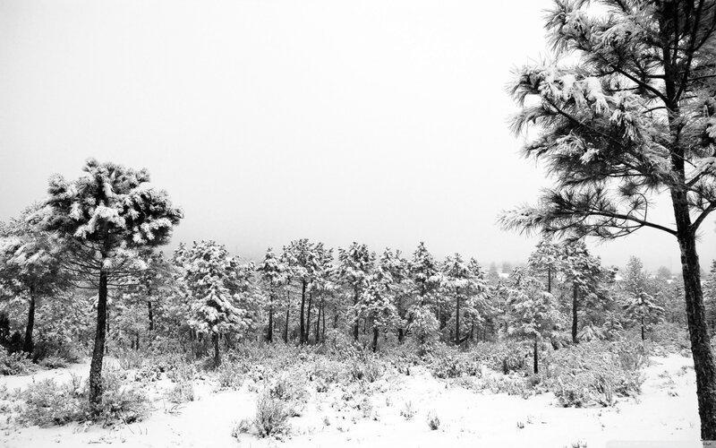 Snow-covered pine forest