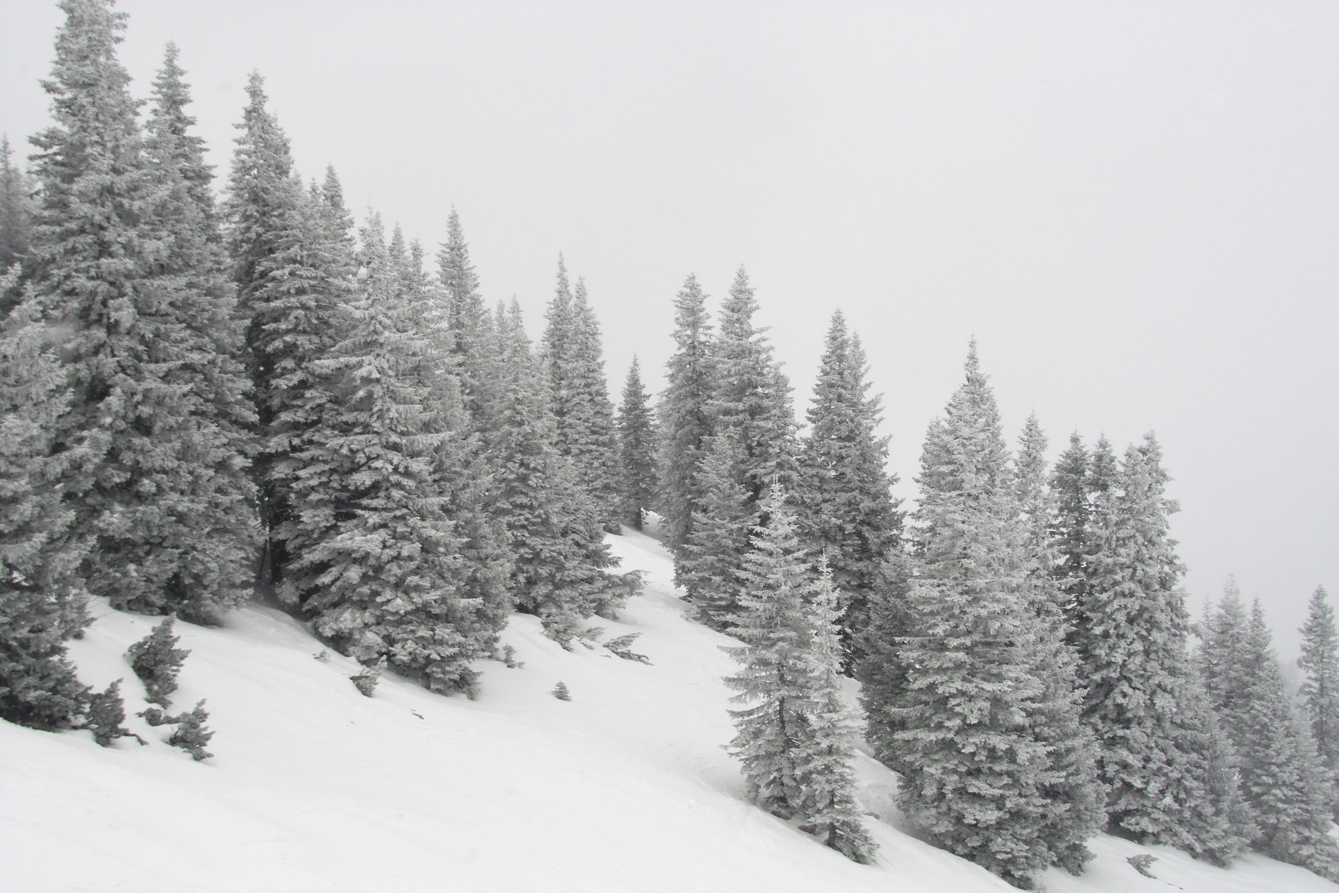 snow-covered pine forest