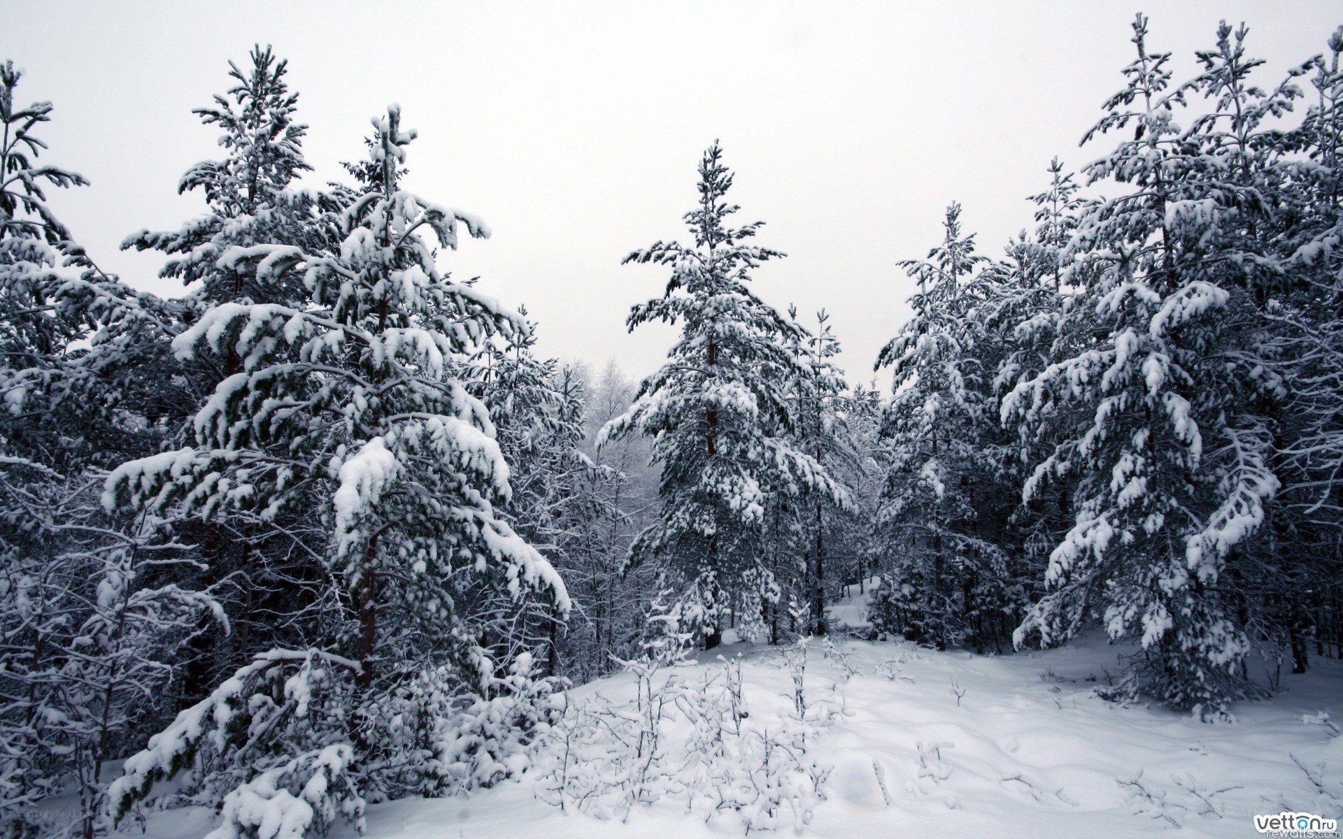 snow-covered pine forest