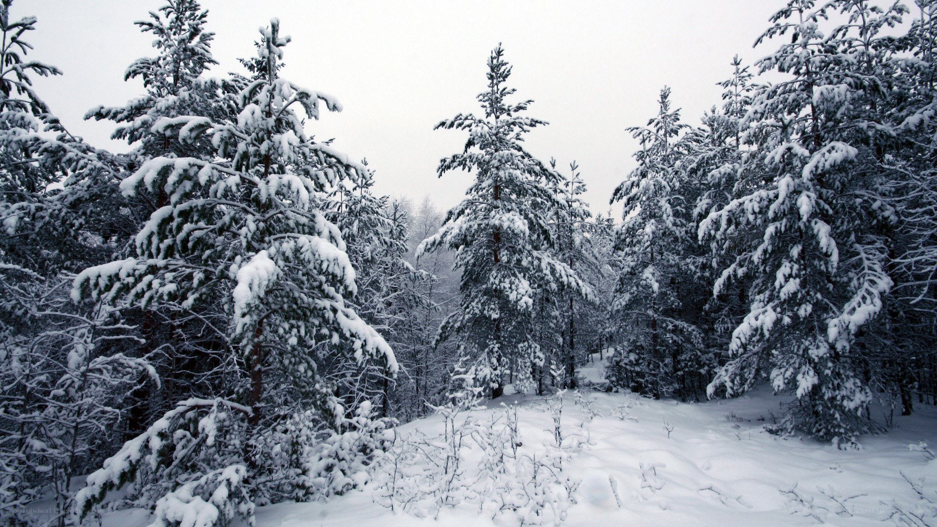 snow-covered pine forest