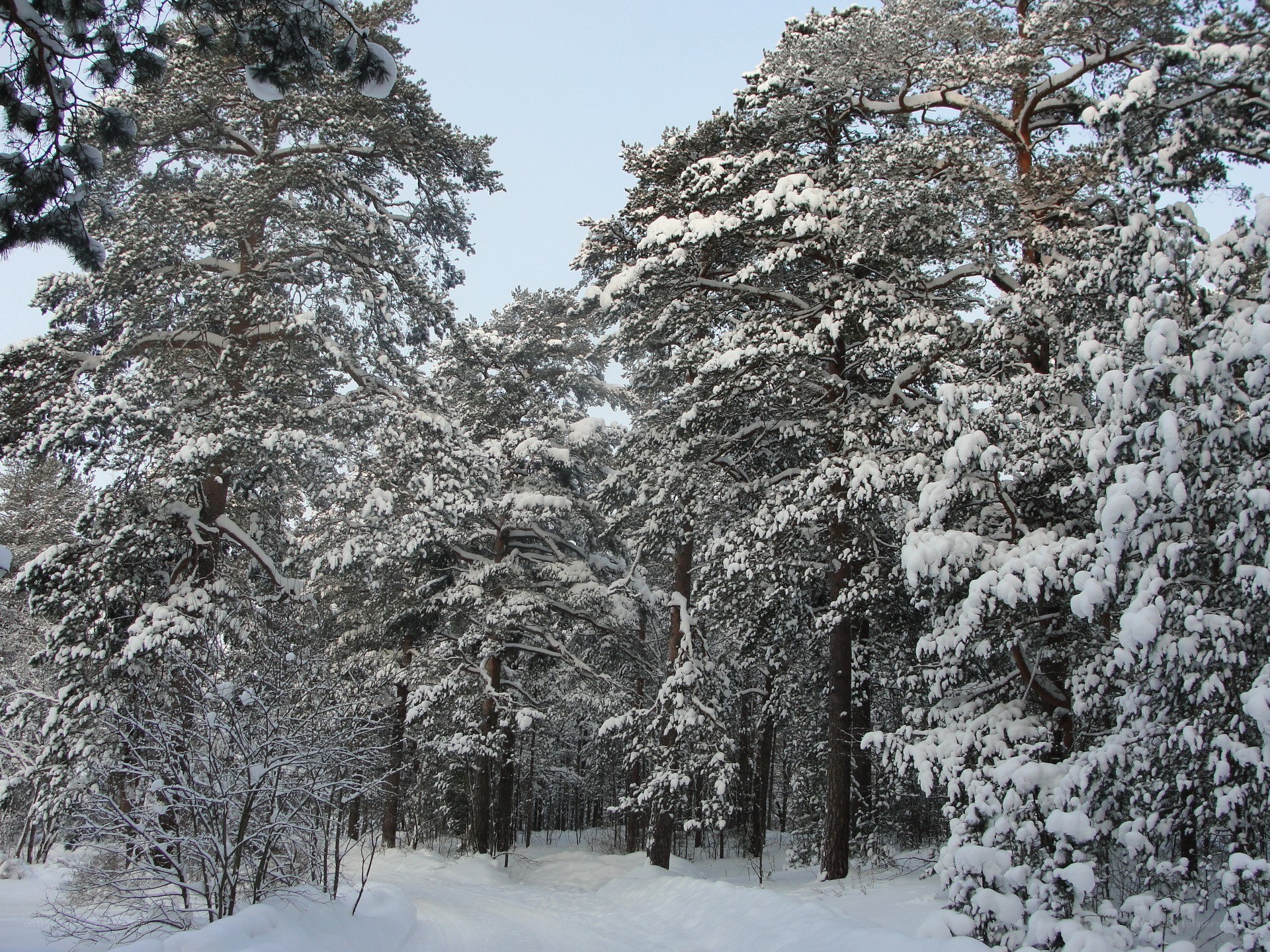 Snow-covered pine forest