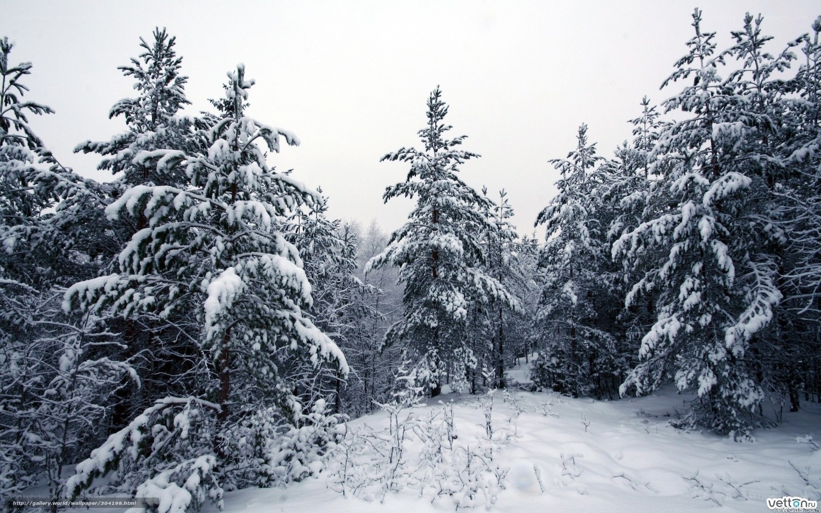 Snow-covered pine forest