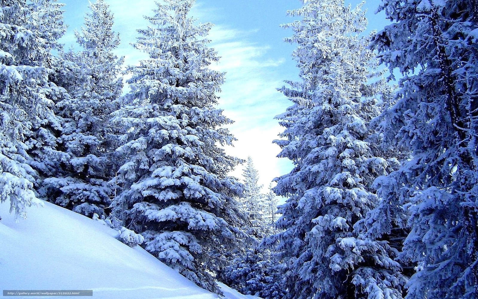 Snow-covered pine forest