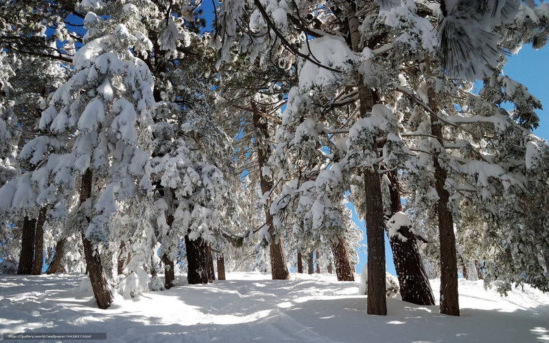 Snow-covered pine forest
