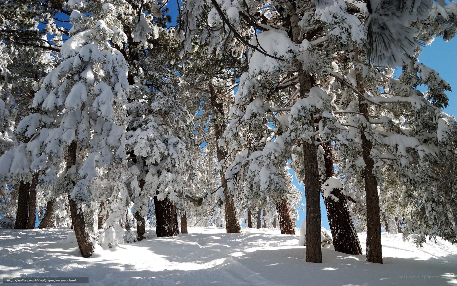 Snow-covered pine forest