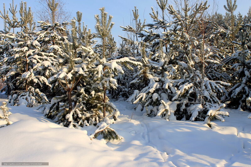 Snow-covered pine forest