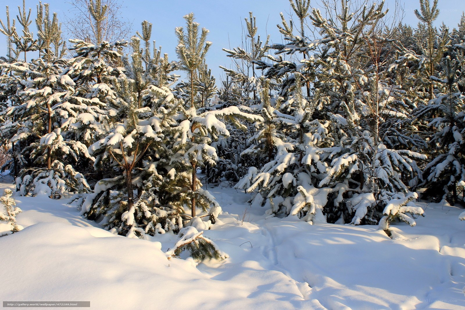 Snow-covered pine forest