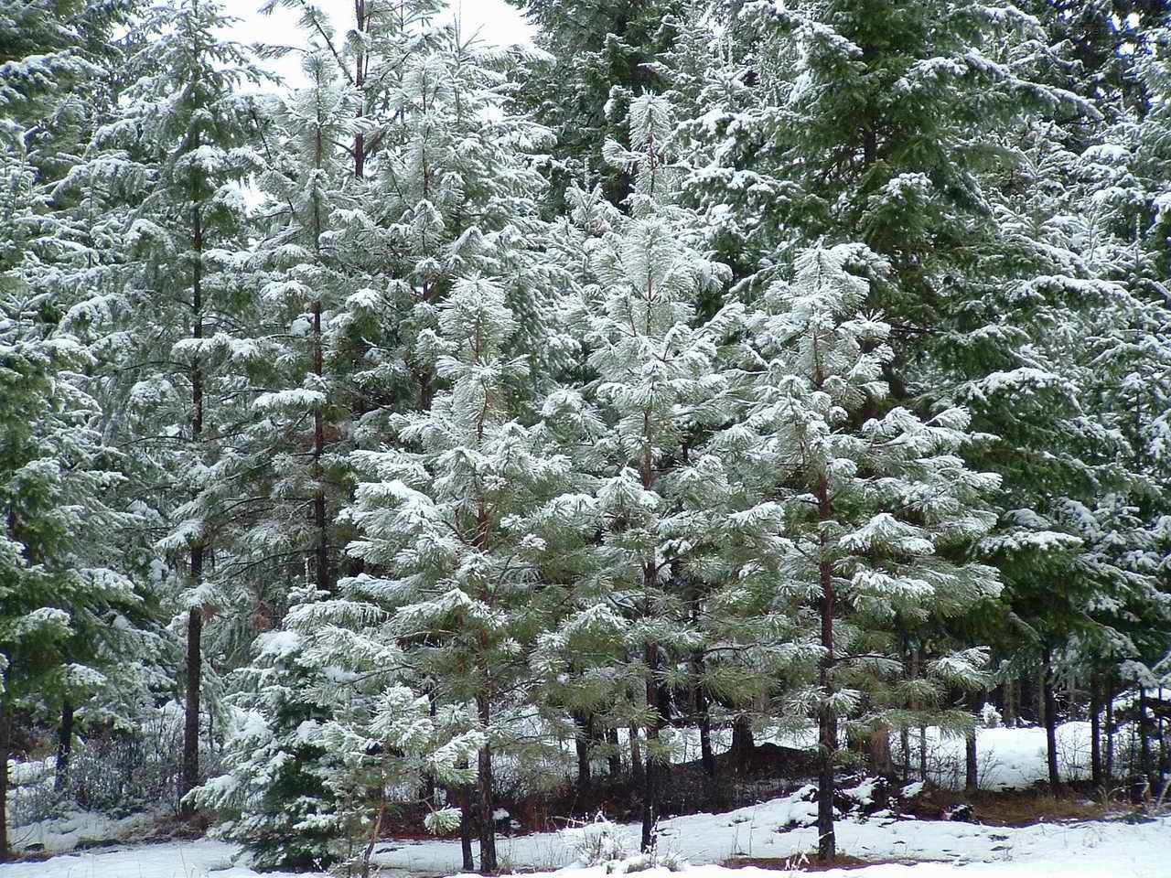 snow-covered pine forest