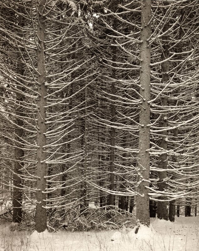 snow-covered pine forest