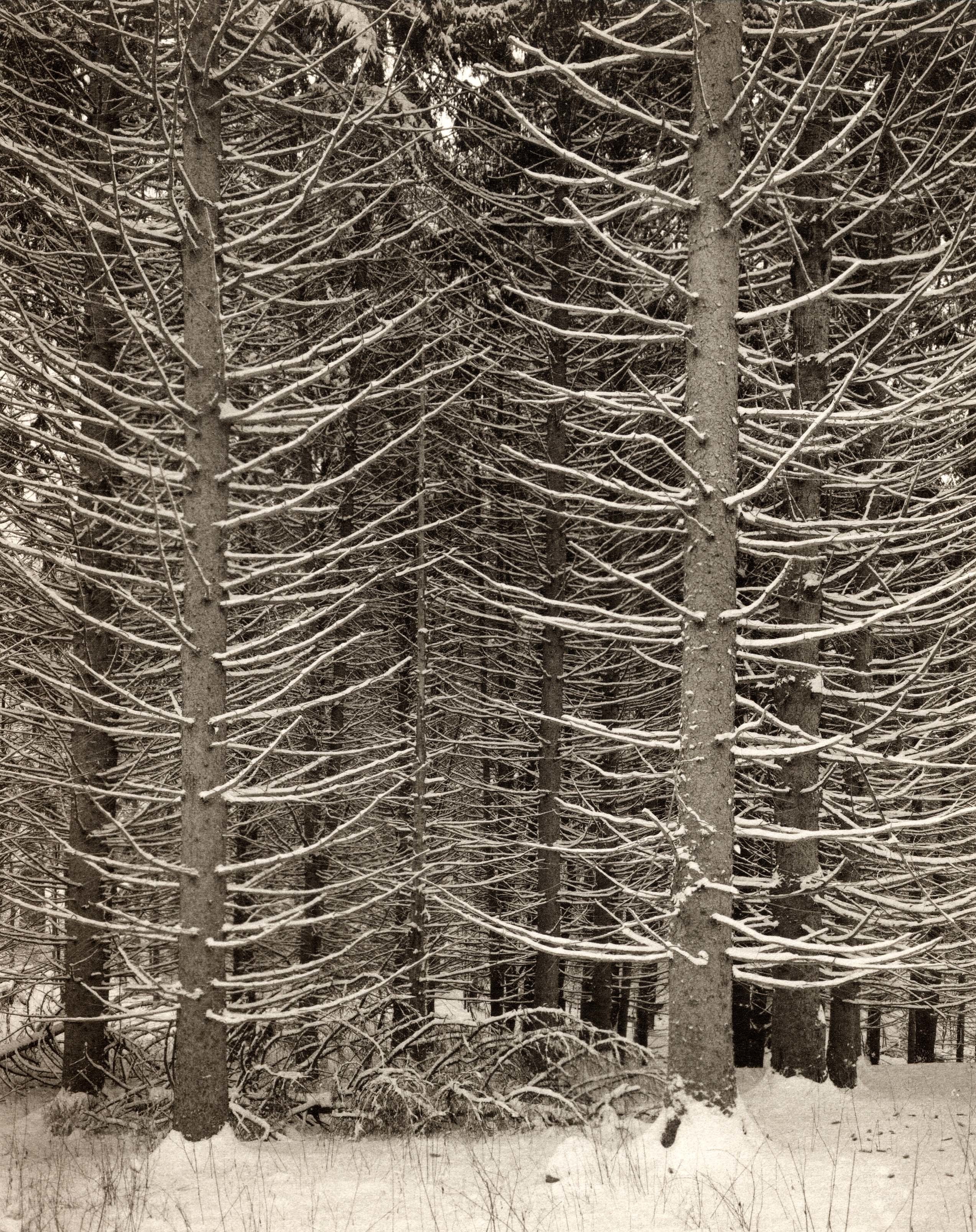 snow-covered pine forest