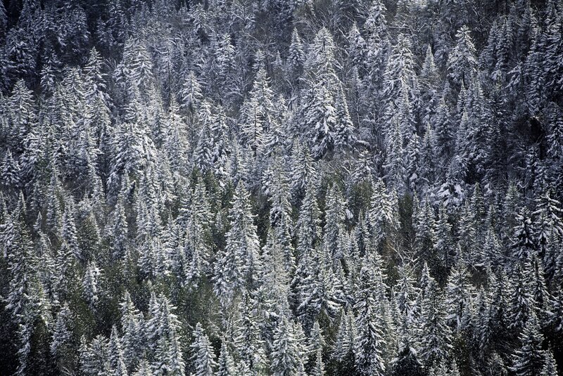 snow-covered pine forest