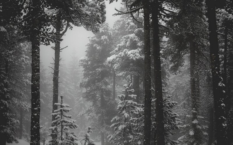 Snow-covered Pine Forest — Black