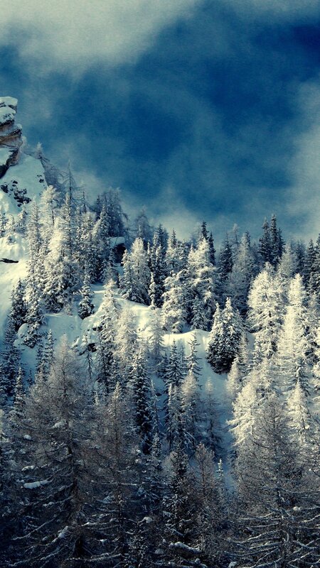 Snow-covered Pine Forest — Blue, Dramatic