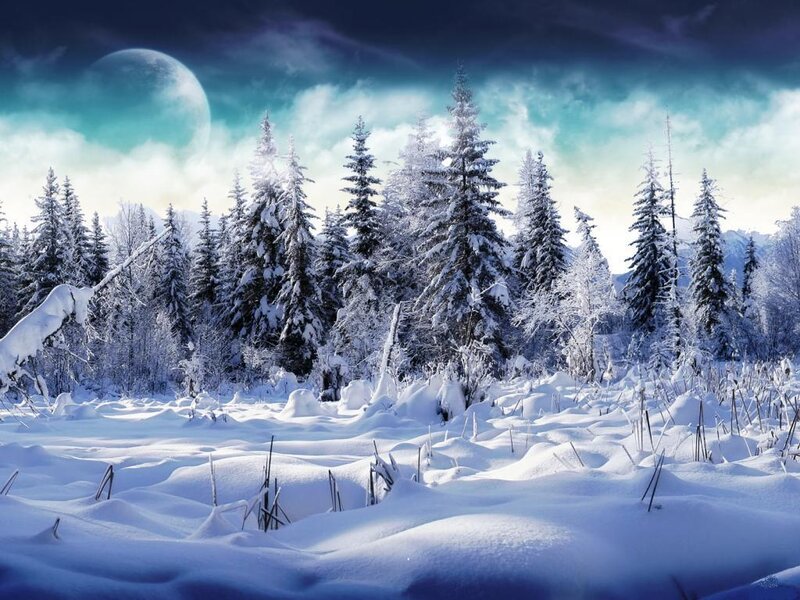 Snow-covered Pine Forest — Blue, Serene, Night