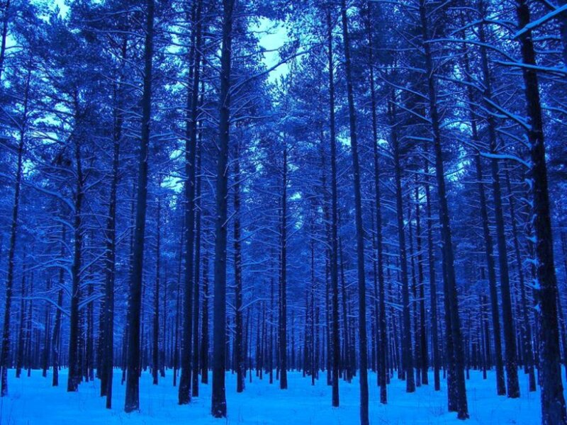 Snow-covered Pine Forest — Blue, Serene