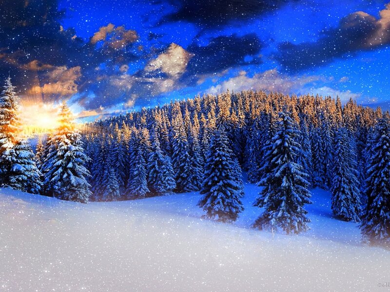 Snow-covered Pine Forest — Blue, Serene, Winter, Digital Art, Snow