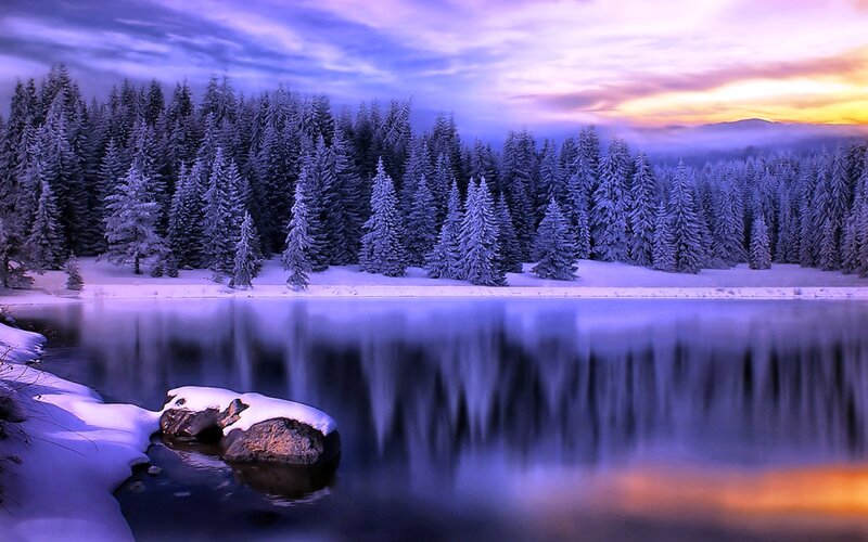 Snow-covered Pine Forest — Blue, Serene, Winter, Photograph, Lake