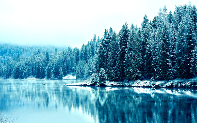 Snow-covered Pine Forest — Blue, Serene, Winter, Photograph, Lake, Trees
