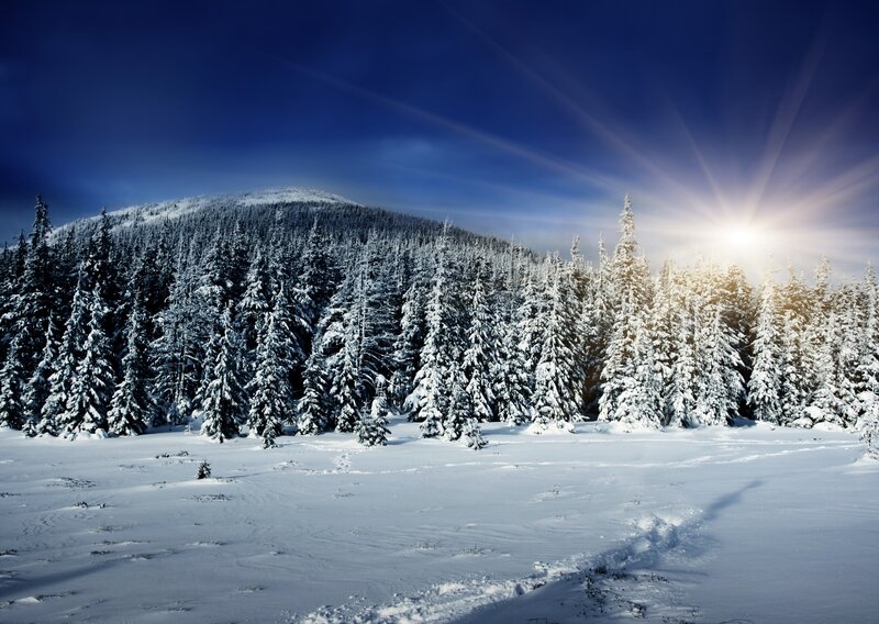 Snow-covered Pine Forest — Blue, Serene, Winter, Photograph, Mountain, Sun, Trees