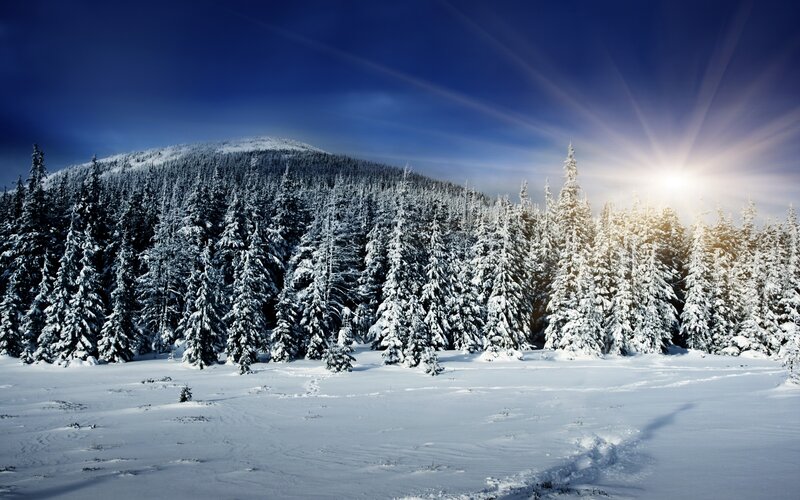 Snow-covered Pine Forest — Blue, Serene, Winter, Photograph, Mountain