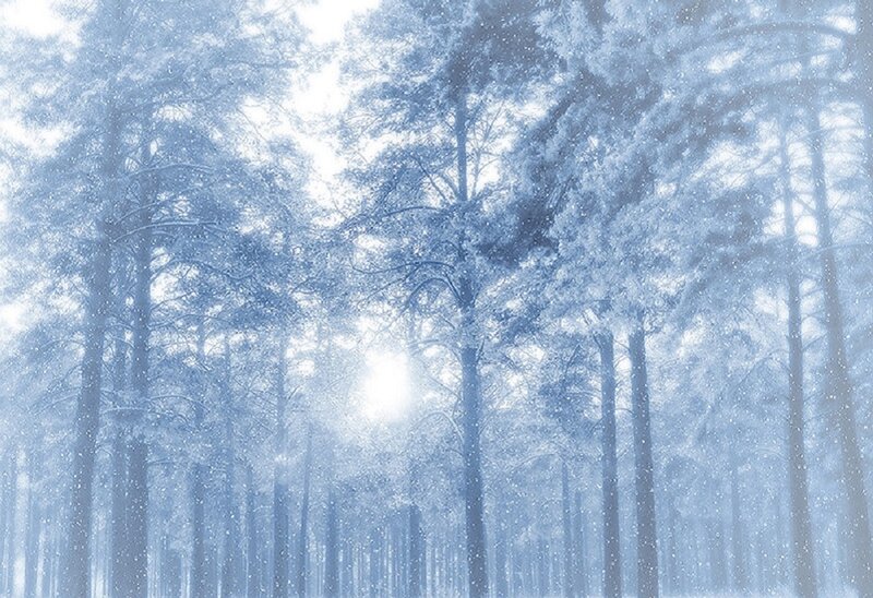 Snow-covered Pine Forest — Blue, Serene, Winter, Photograph