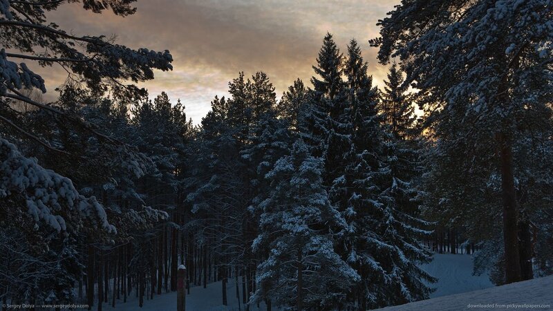 Snow-covered Pine Forest — Blue, Serene, Winter, Photograph, Trees, Snow, Sky