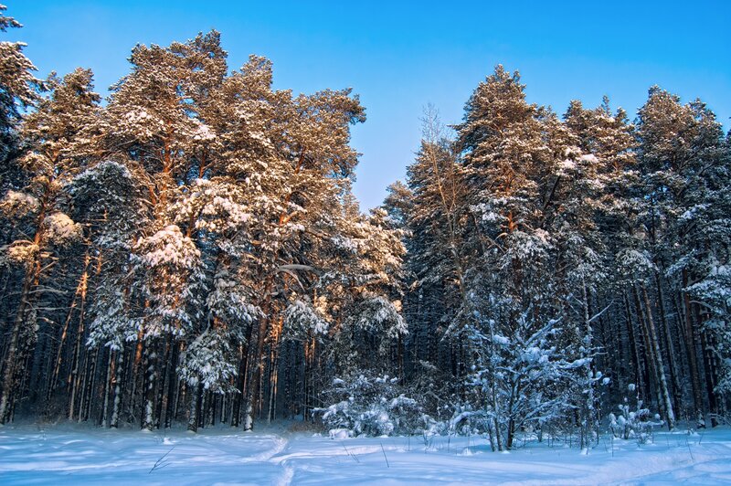 Snow-covered Pine Forest — Blue, Serene, Winter, Photograph, Trees, Snow