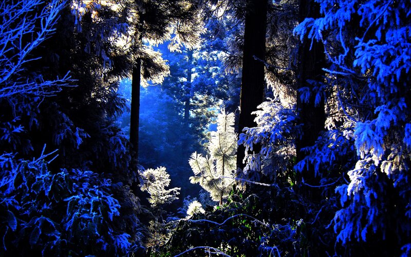 Snow-covered Pine Forest — Blue, Serene, Winter, Photograph, Trees