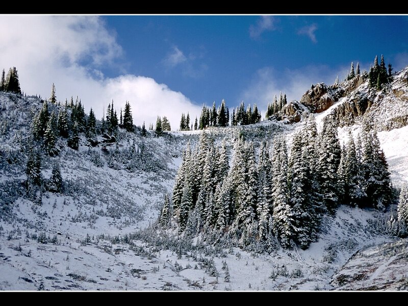 Snow-covered Pine Forest — Blue