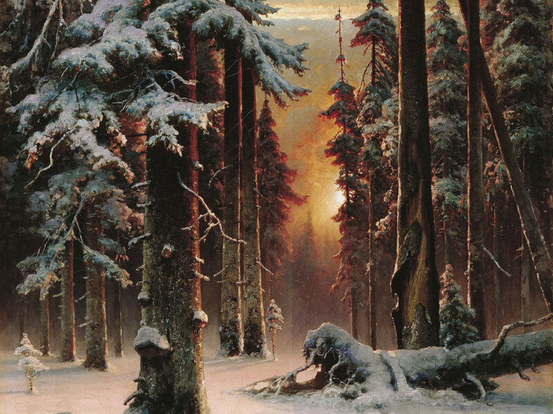 Snow-covered Pine Forest — Brown, Serene, Winter