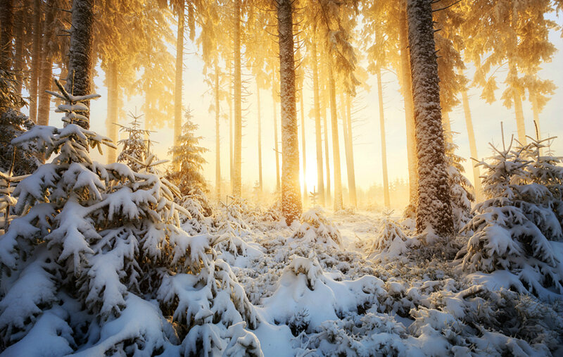 Snow-covered Pine Forest — Gold