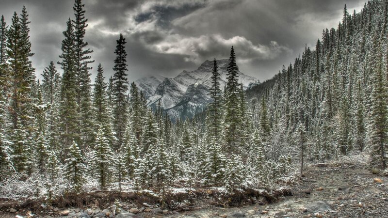 Snow-covered Pine Forest — Gray