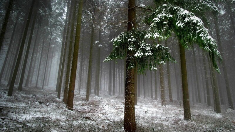Snow-covered Pine Forest — Green, Misty, Serene