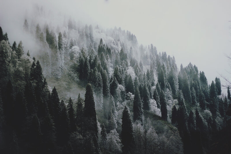 Snow-covered Pine Forest — Green, Misty