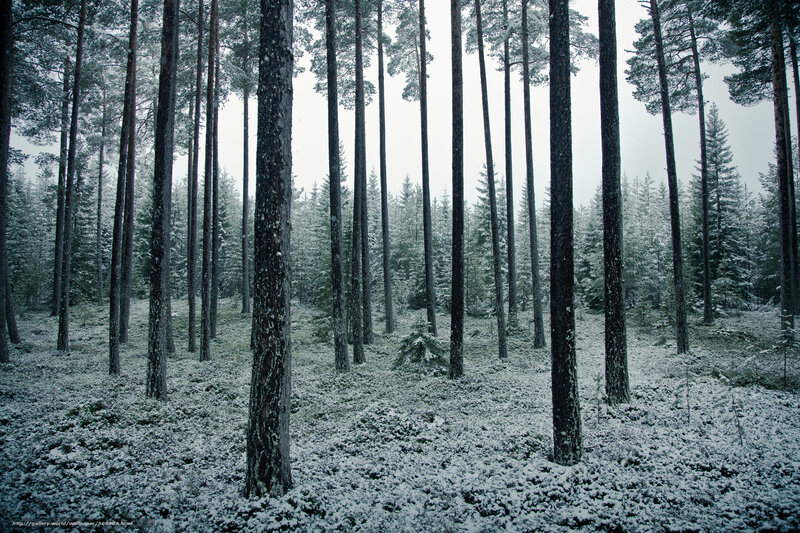 Snow-covered Pine Forest — Green, Serene, Winter, Photograph