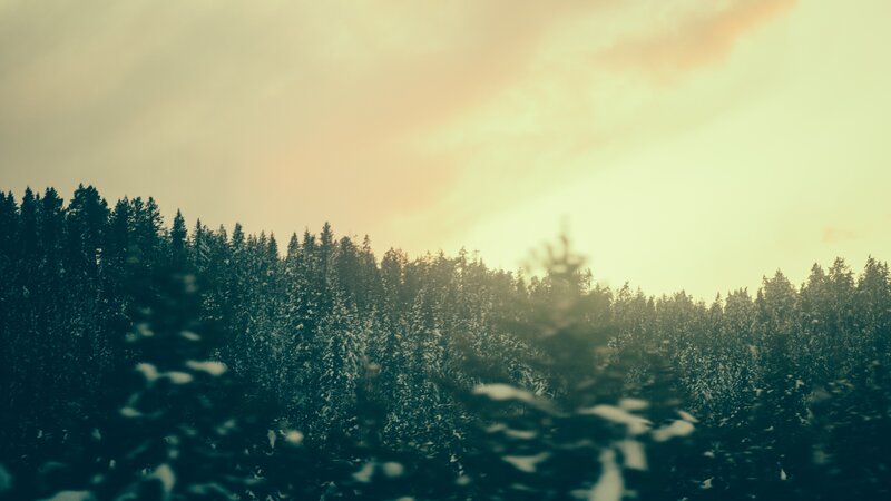 Snow-covered Pine Forest — Green, Serene, Winter, Photograph, Trees