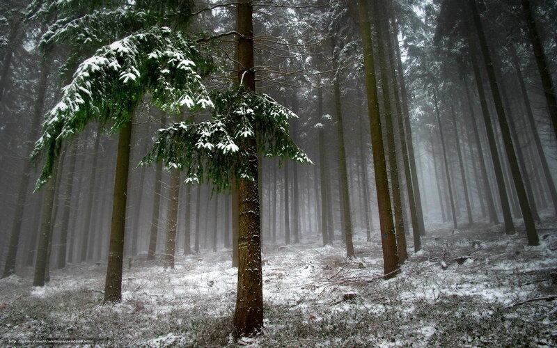 Snow-covered Pine Forest — Green, Serene, Winter
