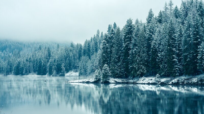 Snow-covered Pine Forest — Lake