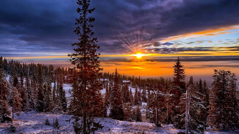 Snow-covered Pine Forest — Orange, Dramatic, Winter