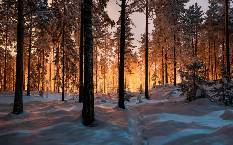 Snow-covered Pine Forest — Orange, Serene, Sunset, Photograph, Trees