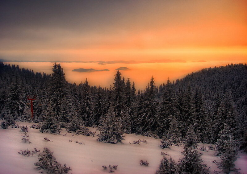 Snow-covered Pine Forest — Orange, Serene