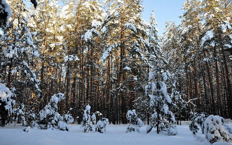 Snow-covered Pine Forest — Photograph
