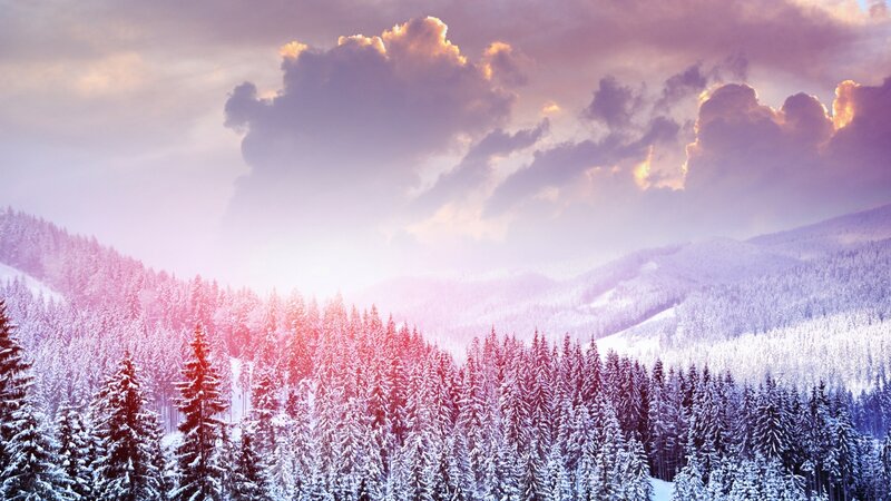 Snow-covered Pine Forest — Purple, Serene
