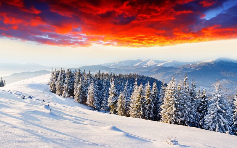 Snow-covered Pine Forest — Red, Dramatic, Sunset, Photograph