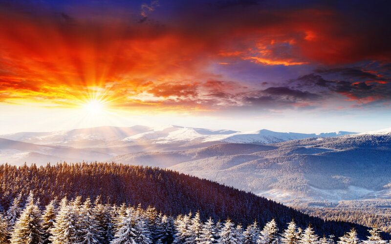 Snow-covered Pine Forest — Red, Dramatic