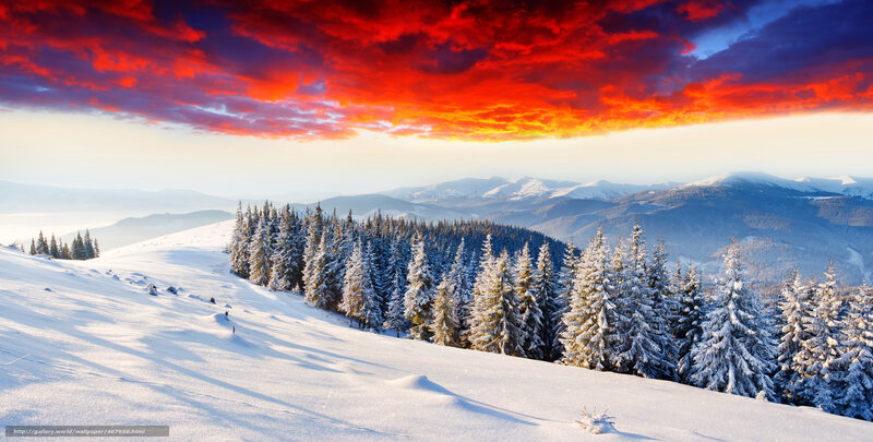Snow-covered Pine Forest — Red, Dramatic, Winter