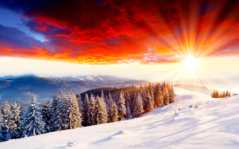 Snow-covered Pine Forest — Red